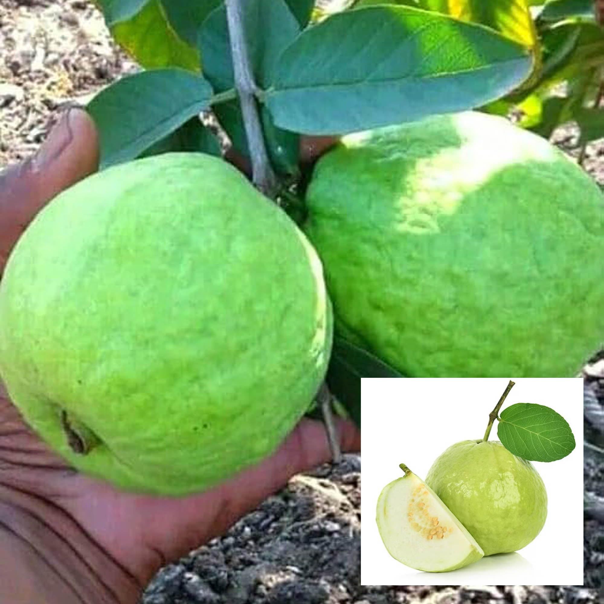 Sardar Lucknow-49 L-49 Guava Amrood Layering/Grafted Fruit Plant (1.5-3 Feet Height) - The Nursery Live
