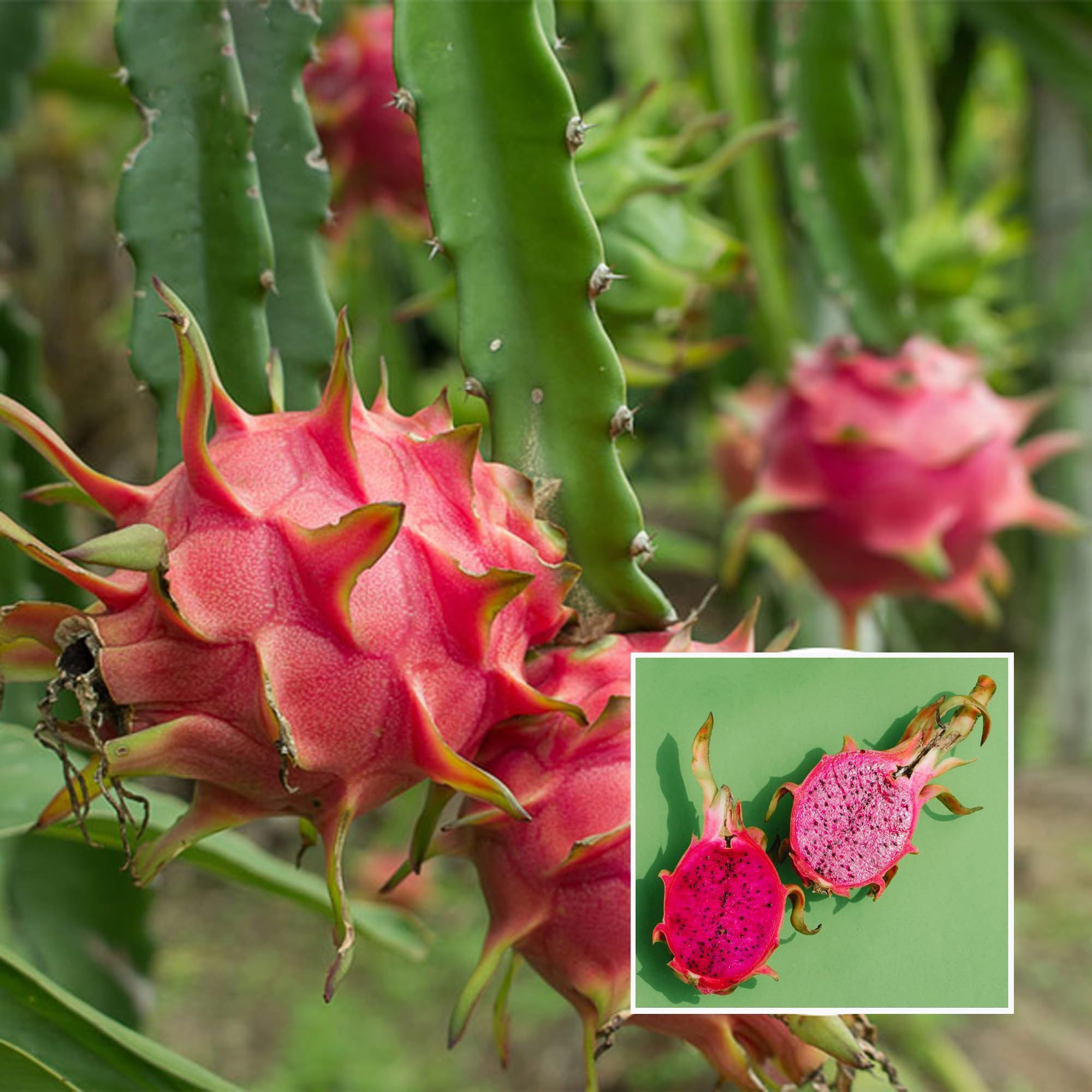 Pink Dragon Fruit Cutting/Grafted Fruit Plant - The Nursery Live