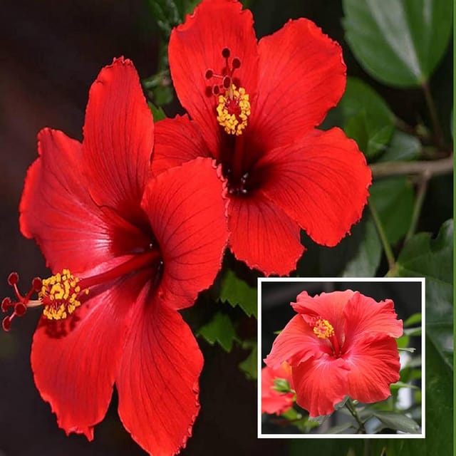 Red Colour Desi Puja Hibiscus Joba Gudhal Flower Plant (1-2 Feet Height) - The Nursery Live Red Colour Desi Puja Hibiscus Joba Gudhal Flower Plant (1-2 Feet Height) - The Nursery Live
