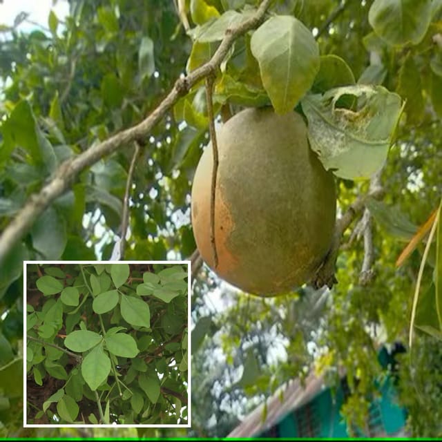Seedling Bel Bael Bilva Fruit Plant (1.5-2 Feet Height) - The Nursery Live