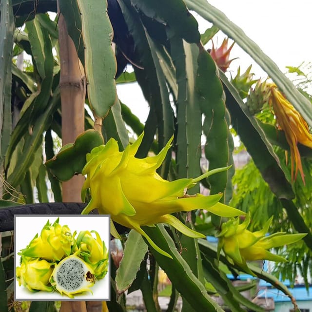 Yellow Colombiana Dragon Fruit Cutting/Grafted Fruit Plant (1-2 Feet Height) - The Nursery Live