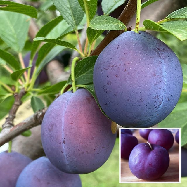 Satluj Purple Plum Aloo Bukhara Layering/Grafted Fruit Plant (1.5-3 Feet Height) - The Nursery Live