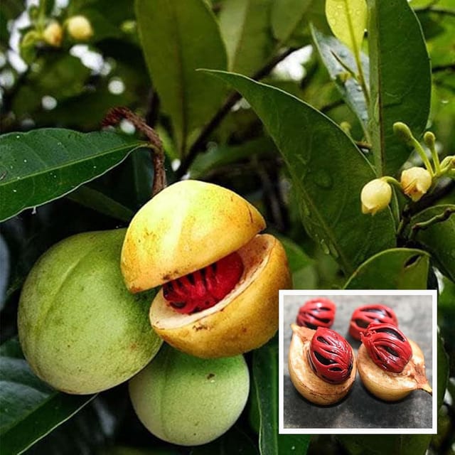 Nutmeg Jaifal Myristica Javitri Jaiphal Spice Plant (1.5-3 Feet Height) - The Nursery Live