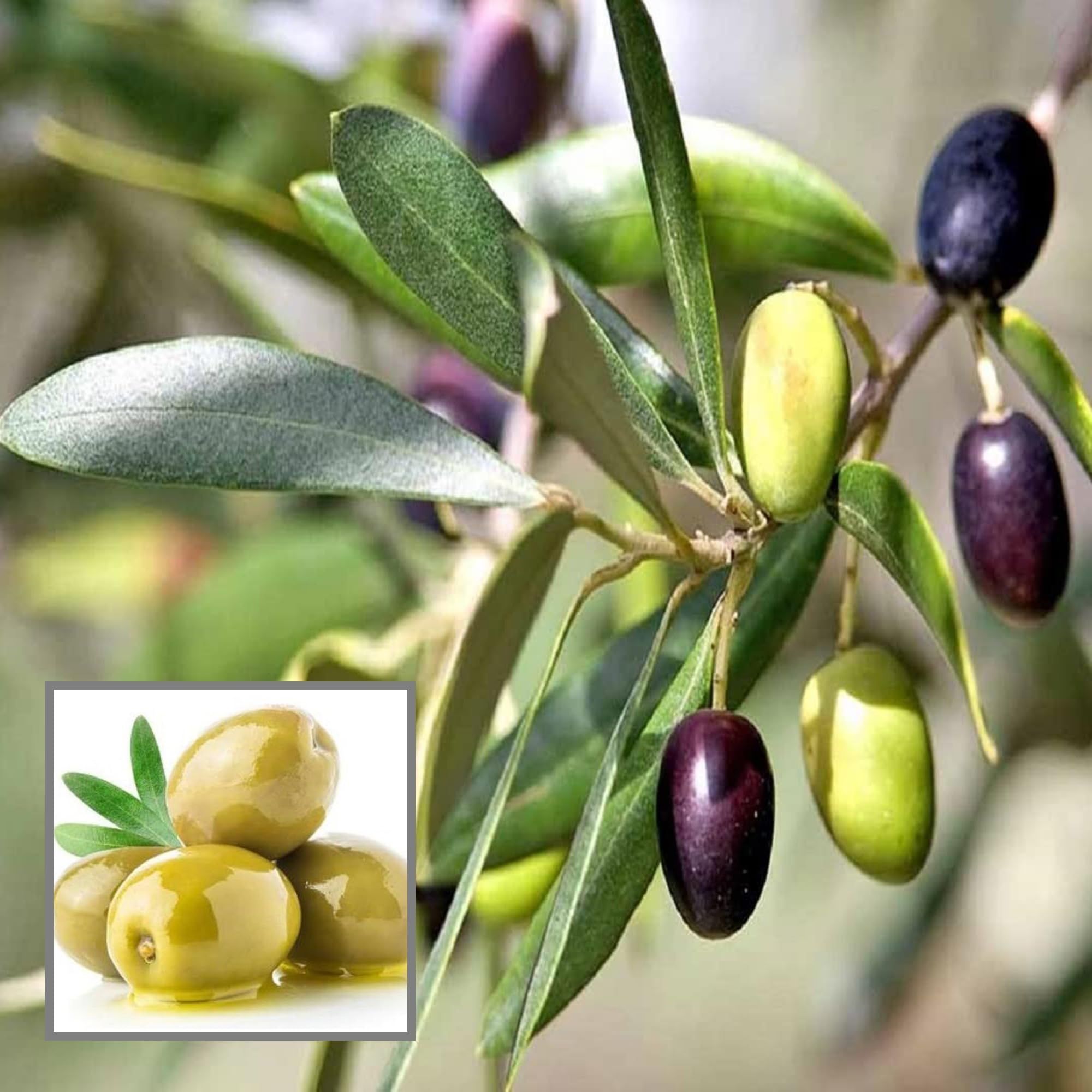 OJaitun Layering/Grafted Fruit Plant (1.5-3 Feet Height) - The Nursery Live