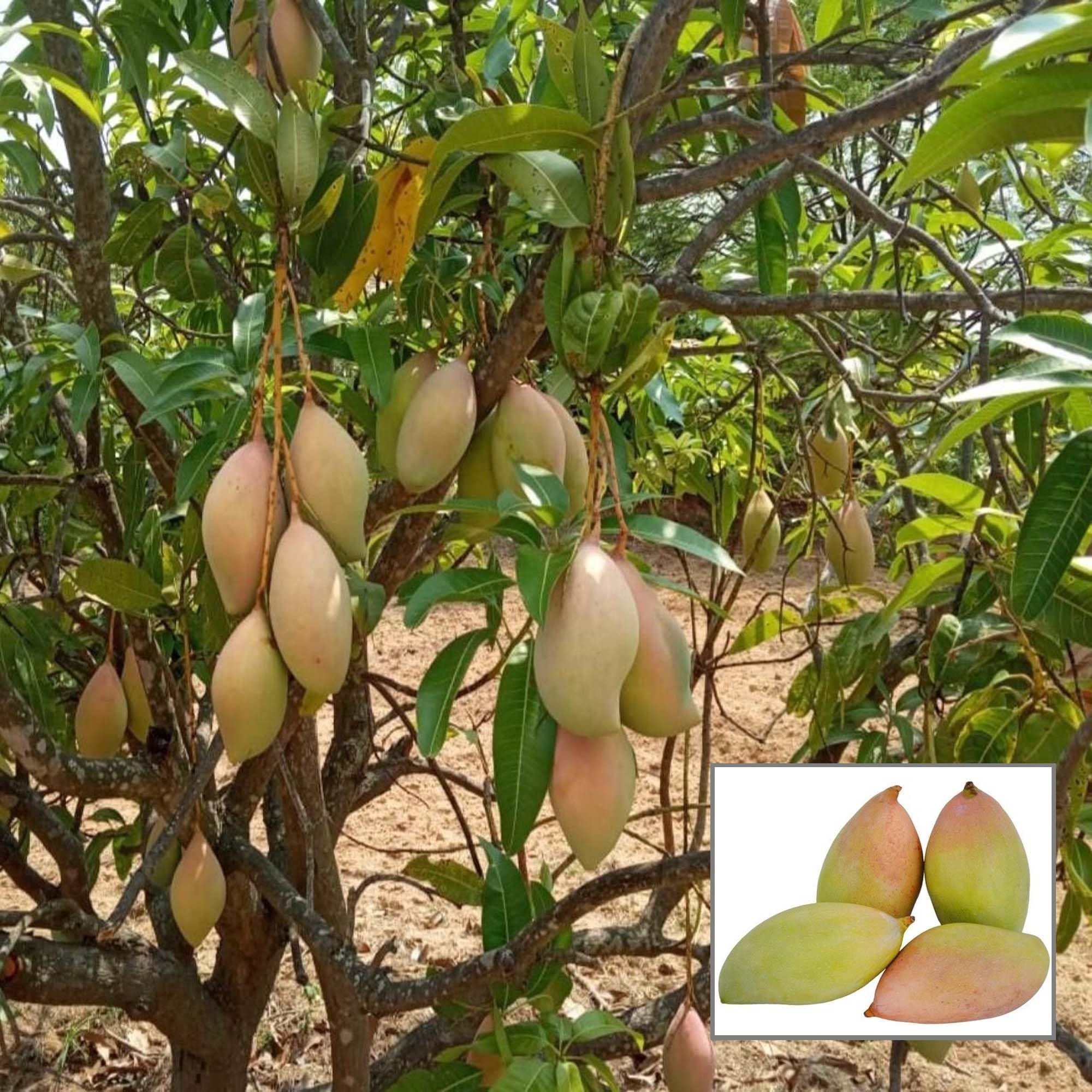 Totapuri Mango Aam Grafted Fruit Plant (1.5-3 Feet Height) - The Nursery Live