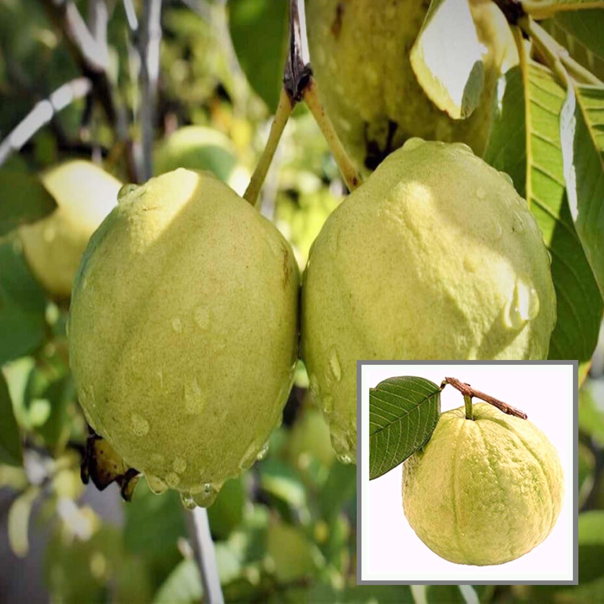 Thai Golden 8 Guava Amrood Layering/Grafted Fruit Plant (1.5-3 Feet Height) - The Nursery Live