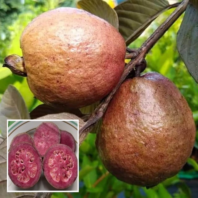 Red Malaysian Guava Amrood Layering/Grafted Fruit Plant (1.5-3 Feet Height) - The Nursery Live