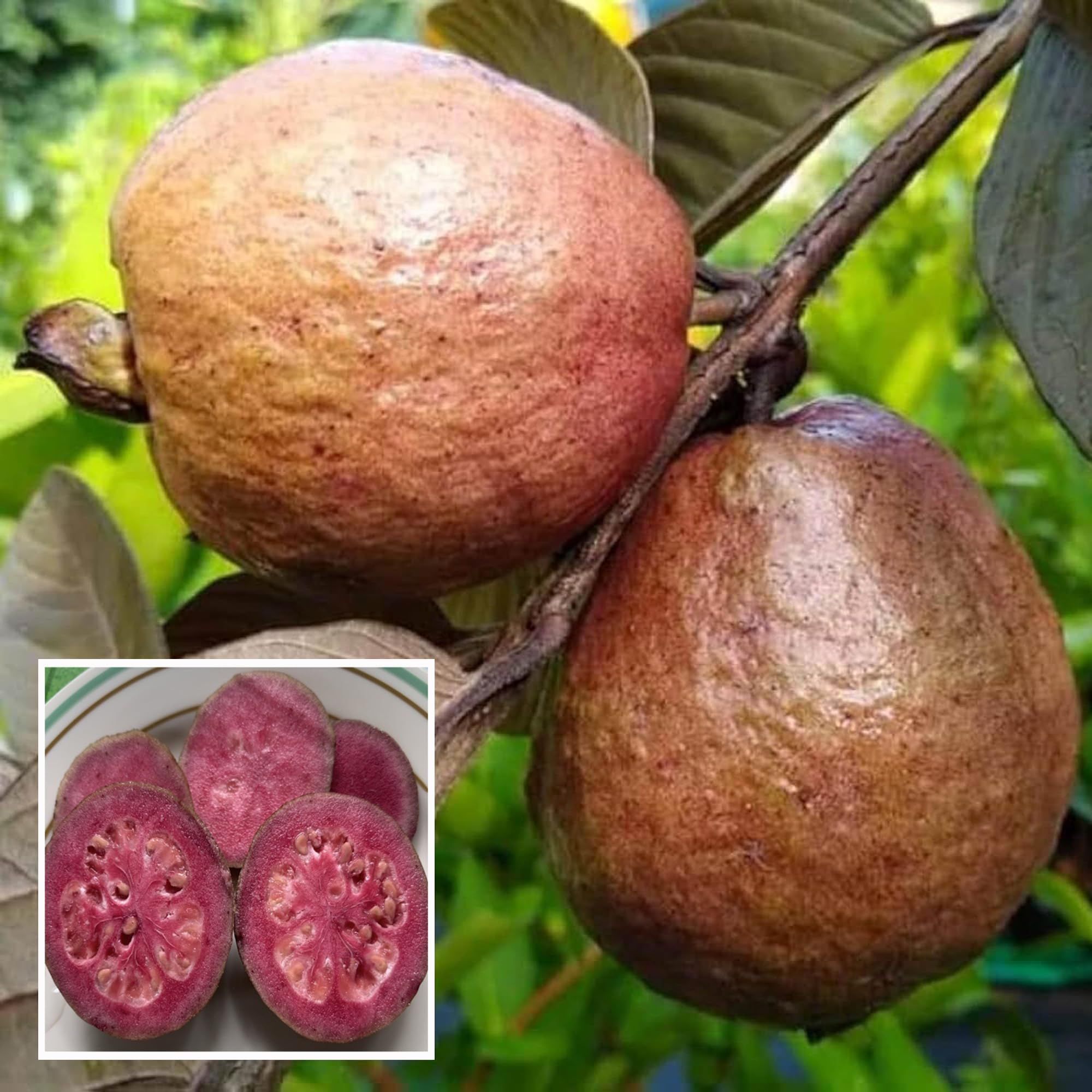 Red Malaysian Guava Amrood Layering/Grafted Fruit Plant (1.5-3 Feet Height) - The Nursery Live