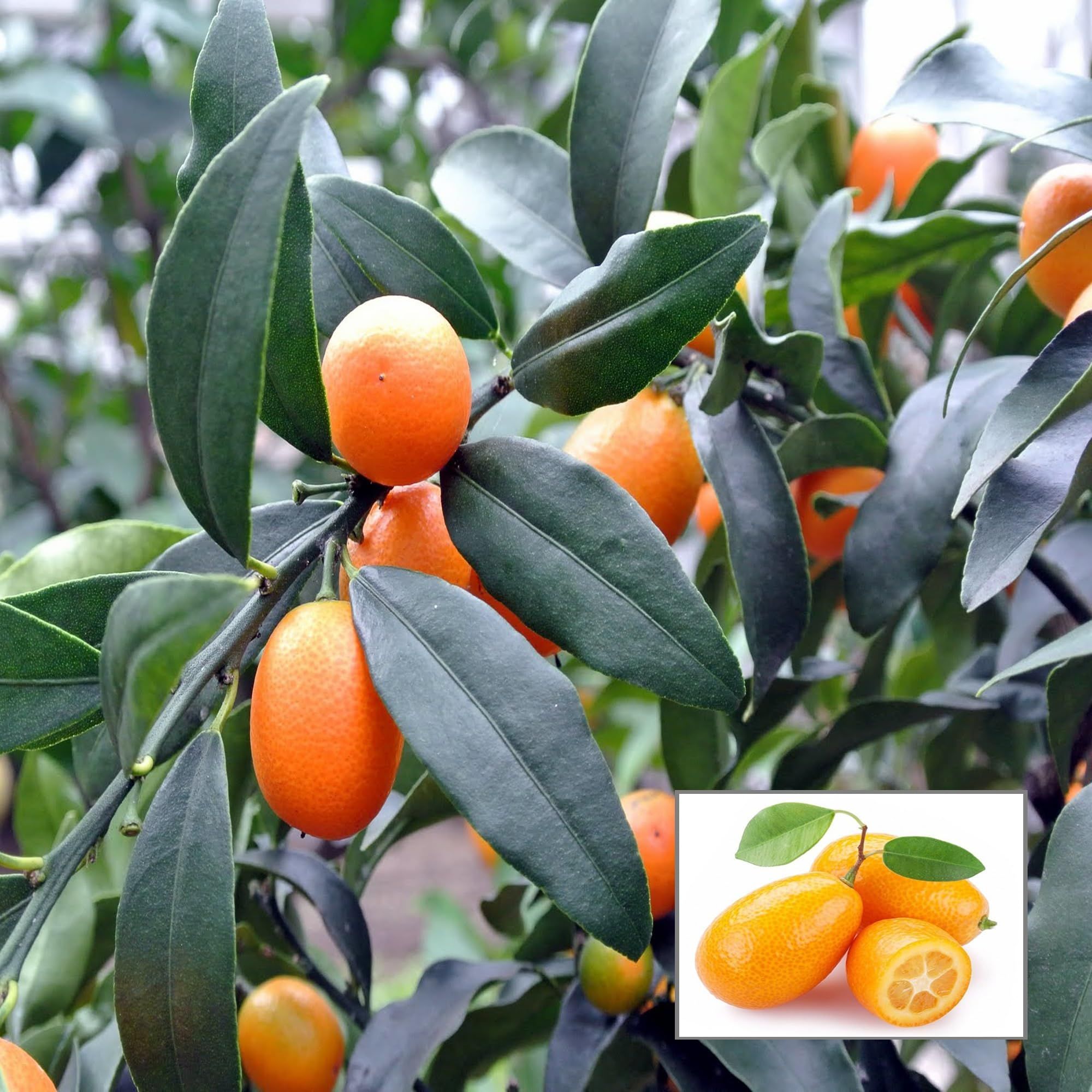 Sweet Thai Kumquat Lemon Nimbu Grafted Fruit Plant (1-2 Feet Height) - The Nursery Live