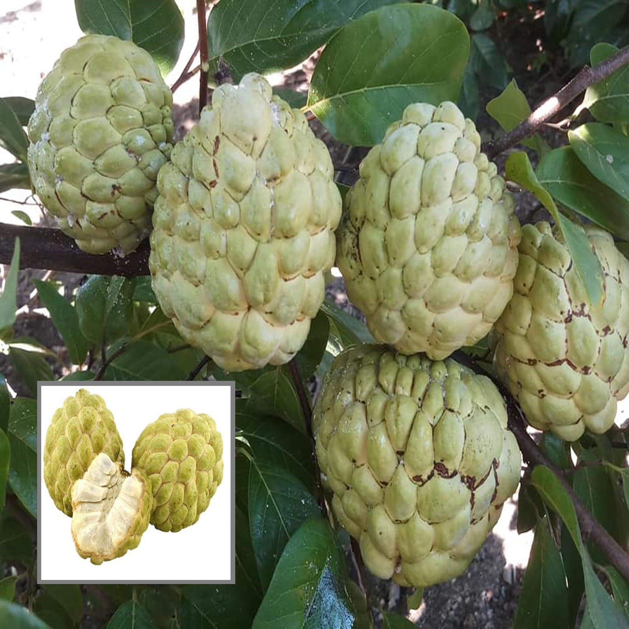 Super Golden Custard Apple Grafted Fruit Plant (1.5-3 Feet Height) - The Nursery Live