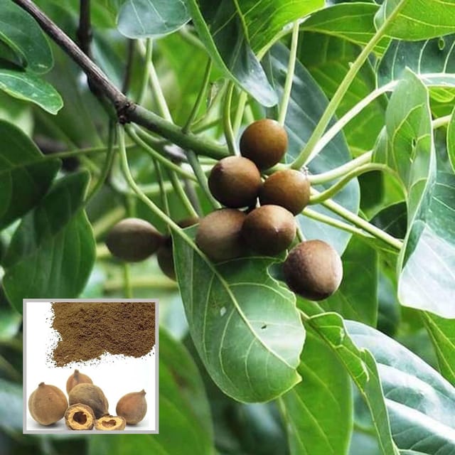 Boira Bahira Bibhitaki Plant (1.5-3 Feet Height) - The Nursery Live