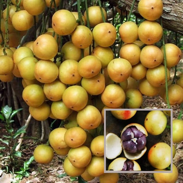 Lotkon Kafai Mooti Fruit Plant (1.5-3 Feet Height) - The Nursery Live