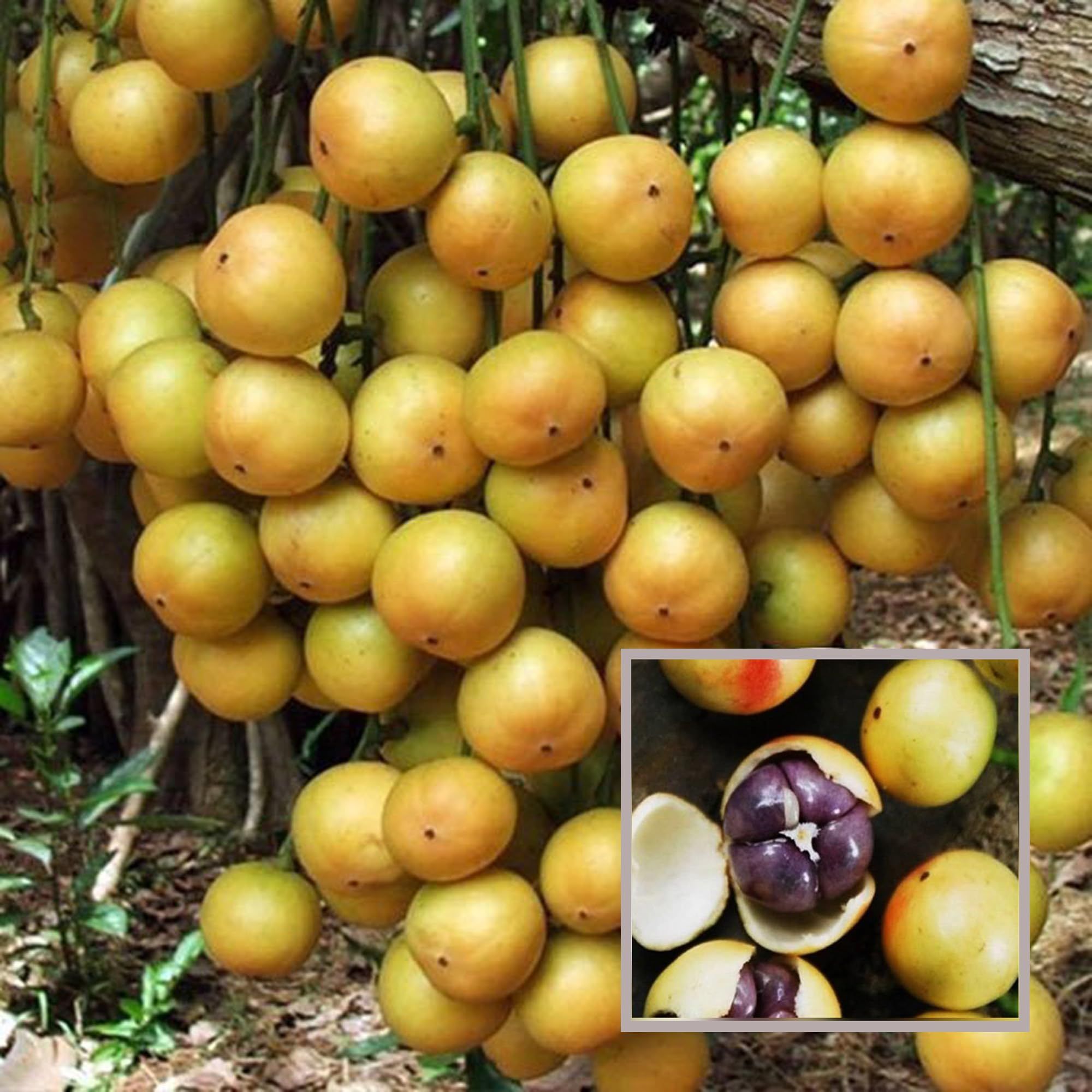 Lotkon Kafai Mooti Fruit Plant (1.5-3 Feet Height) - The Nursery Live