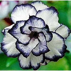 Hybrid Rosey Variety Adenium Obesum Desert Rose Grafted Flowers Plant-P45 - The Nursery Live