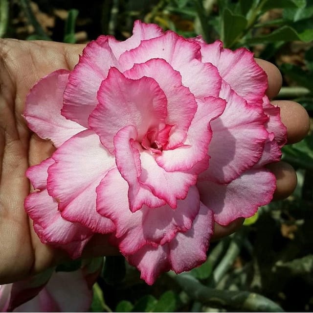 Hybrid Rosey Variety Adenium Obesum Desert Rose Grafted Flowers Plant-P47 - The Nursery Live
