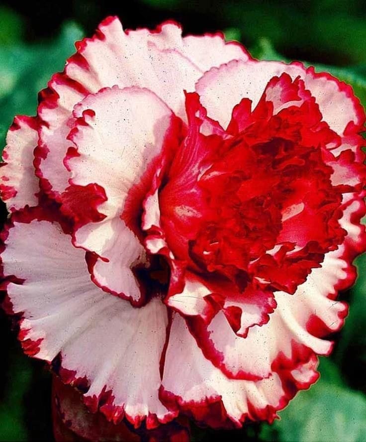 Rosey Variety Adenium Obesum Desert Rose Grafted Flowers Plant-P50 - The Nursery Live