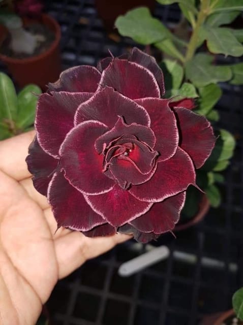 Rosey Variety Adenium Obesum Desert Rose Grafted Flowers Plant-P51 - The Nursery Live