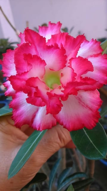 Rosey Variety Adenium  Obesum Desert Rose Grafted Flowers Plant-P55 - The Nursery Live