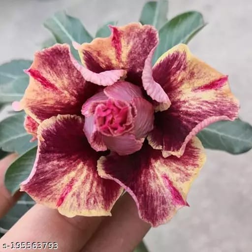 Hybrid Rosey Variety Grafting Adenium  Obesum Desert Rose Plant -P59 - The Nursery Live