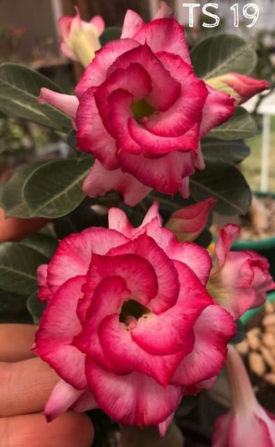 Rosey Variety Adenium Obesum Desert Rose Grafted Flowers Plant-P61 - The Nursery Live
