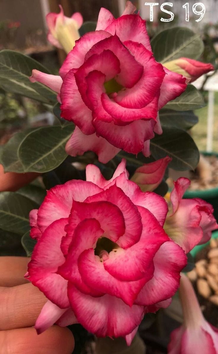 Rosey Variety Adenium Obesum Desert Rose Grafted Flowers Plant-P61 - The Nursery Live
