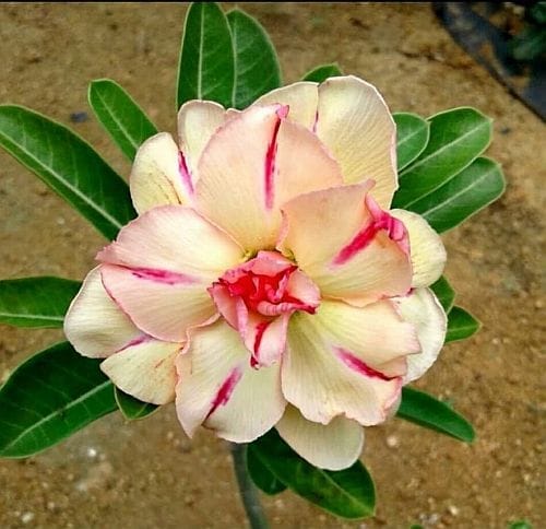 Hybrid Rosey Variety Adenium Obesum Desert Rose Grafted Flowers Plant-P64 - The Nursery Live