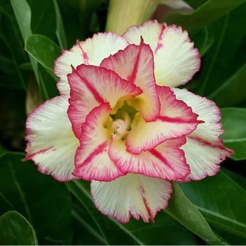 Hybrid Rosey Variety Adenium Obesum Desert Rose Grafted Flowers Plant-P65 - The Nursery Live