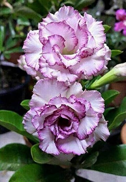 Hybrid Rosey Variety Adenium Obesum Desert Rose Grafted Flowers Plant-P73 - The Nursery Live