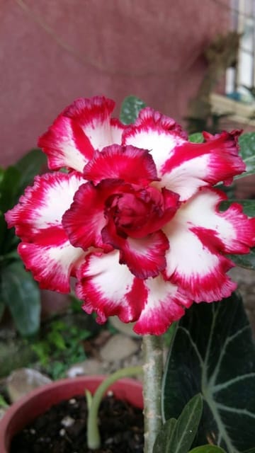 Rosey Variety Adenium Obesum Desert Rose Grafted Flowers Plant-P77 - The Nursery Live