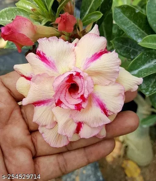 Hybrid Rosey Variety Adenium Obesum Desert Rose Grafted Flowers Plant-P85 - The Nursery Live