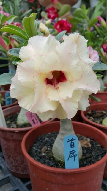Rosey Variety Grafting Adenium Obesum Desert Rose Grafted Flowers Plant-P87 - The Nursery Live Rosey Variety Grafting Adenium Obesum Desert Rose Grafted Flowers Plant-P87 - The Nursery Live