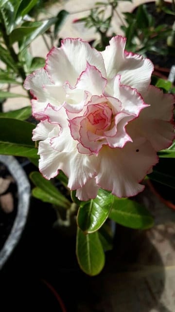 Rosey Variety Grafting Adenium Obesum Desert Rose Grafted Flowers Plant-P88 - The Nursery Live