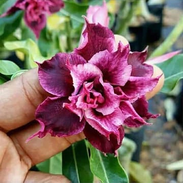 Hybrid Rosey Verity Adenium Obesum Desert Rose Grafted Flowers Plant-90 - The Nursery Live