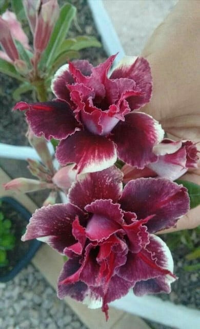 Rosey Verity Adenium Obesum Desert Rose Grafted Flowers Plant-P107 - The Nursery Live