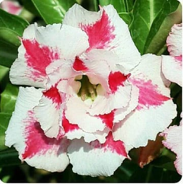 Hybrid Rosey Verity Adenium Obesum Desert Rose Grafted Flowers Plant-P110 - The Nursery Live
