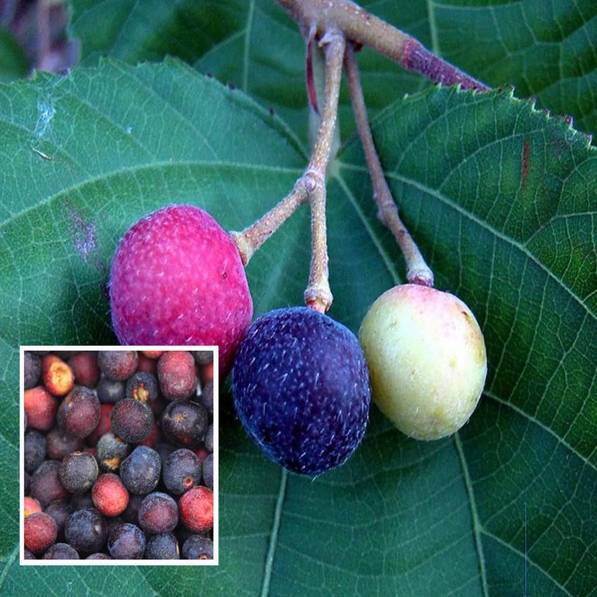 Phalsa Falsa Berry Layering/Grafted Fruit Plant (1.5-2 Feet Height) - The Nursery Live