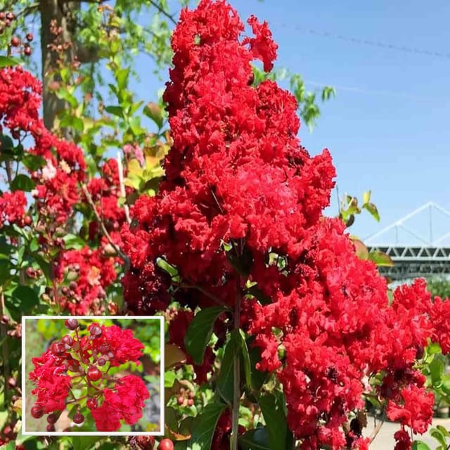 Red Colour Furush Flower Plant (1-2 Feet Height) - The Nursery Live