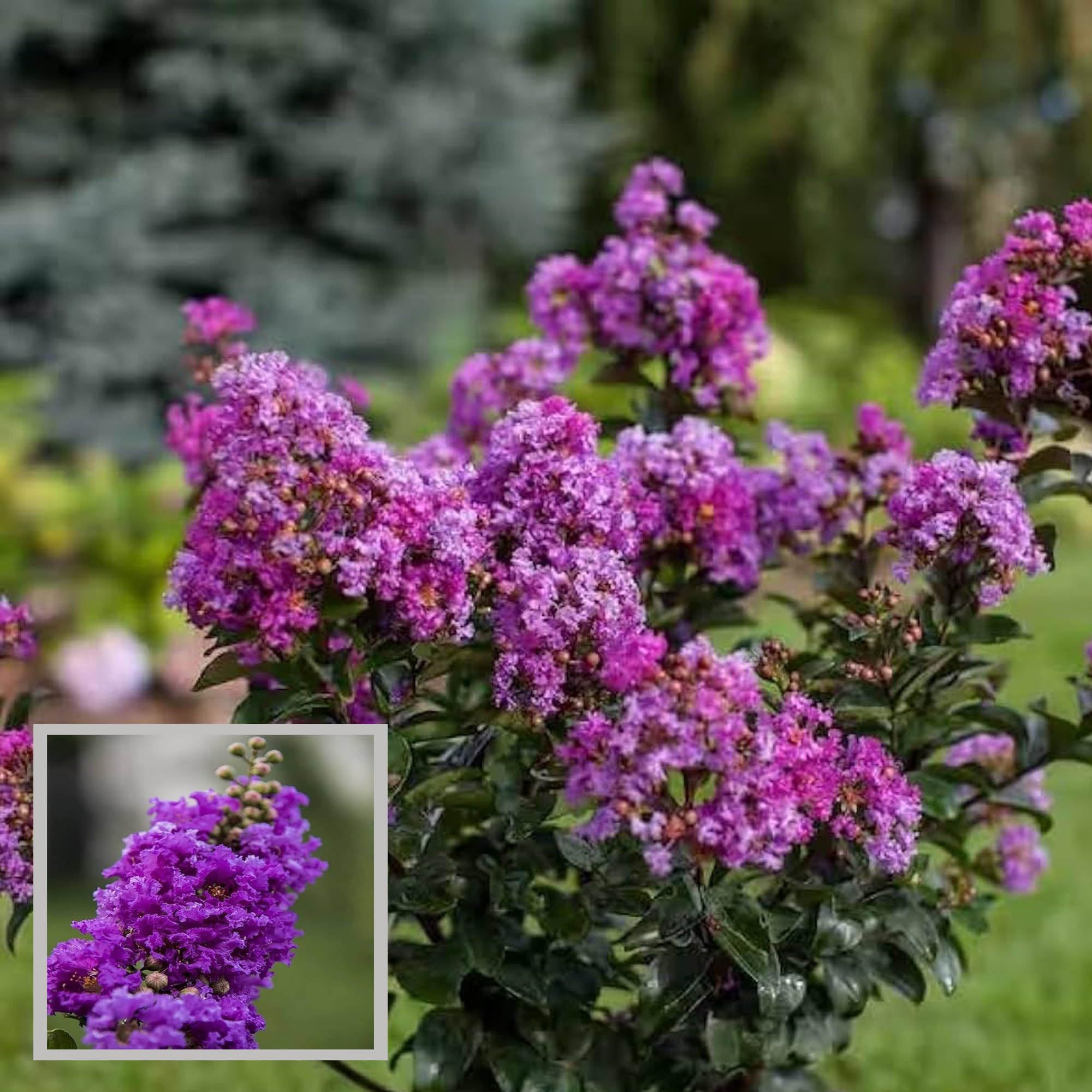 Purple Colour Furush Flower Plant (1-2 Feet Height) - The Nursery Live