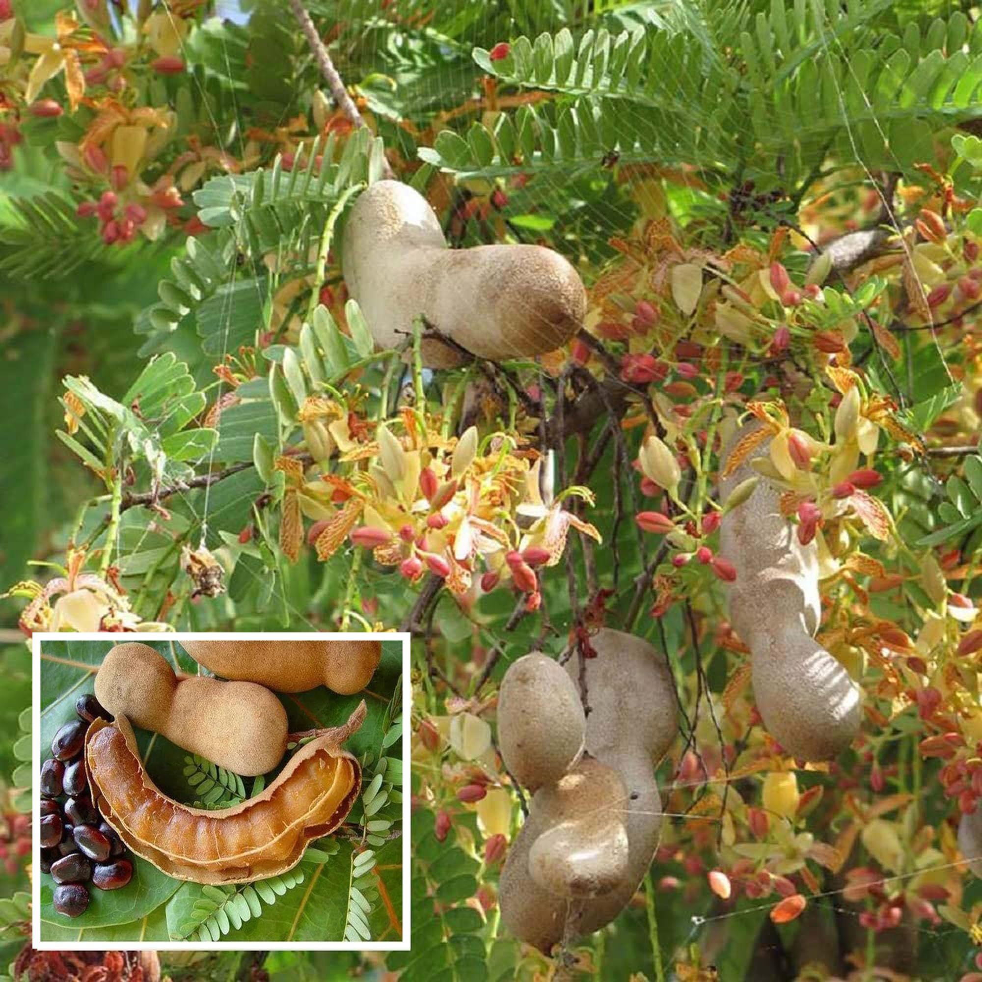 Sour Vantoor Tamarind Imli Grafted Fruit Plant (1.5-3 Feet Height) - The Nursery Live