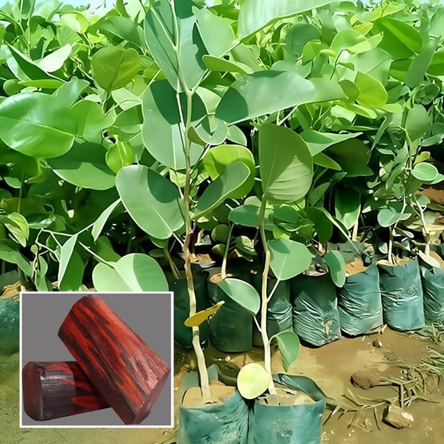 Red Sandalwood Chandan Avenue Plant (1.5-3 Feet Height) - The Nursery Live