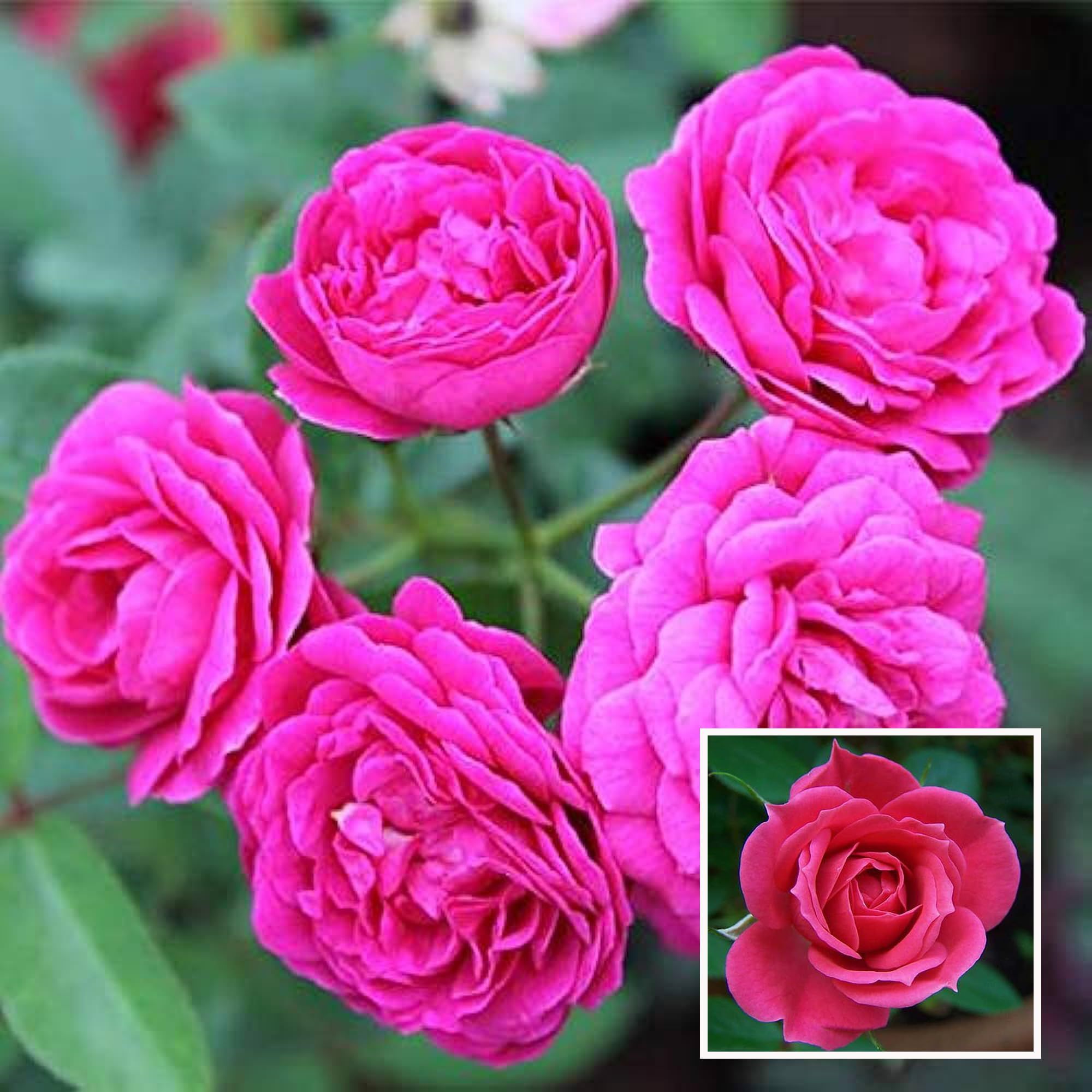 Pink Colour Button Miniature Rose Fragrant Flower Plant (1-2 Feet Height) - The Nursery Live