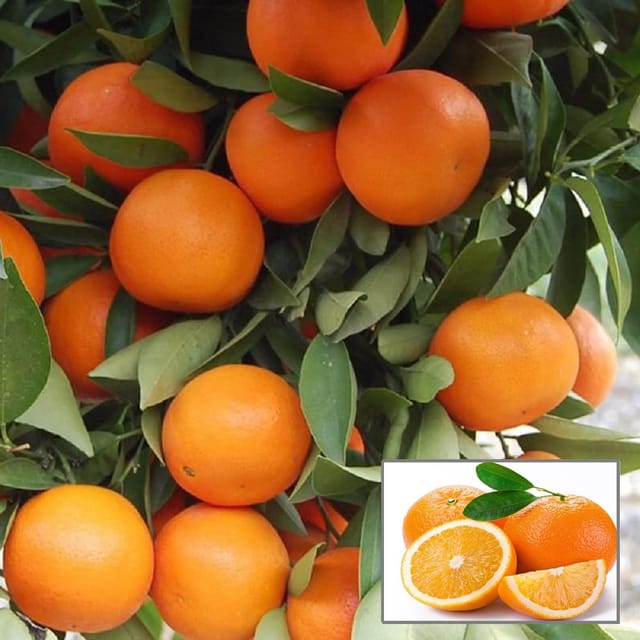 Kinnow Orange Santra Grafted Fruit Plant (1.5-2 Feet Height) - The Nursery Live