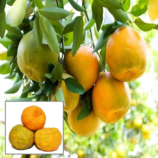 Nagpur Mandarin All Time Orange Santra Grafted Fruit Plant (1.5-2 Feet Height) - The Nursery Live