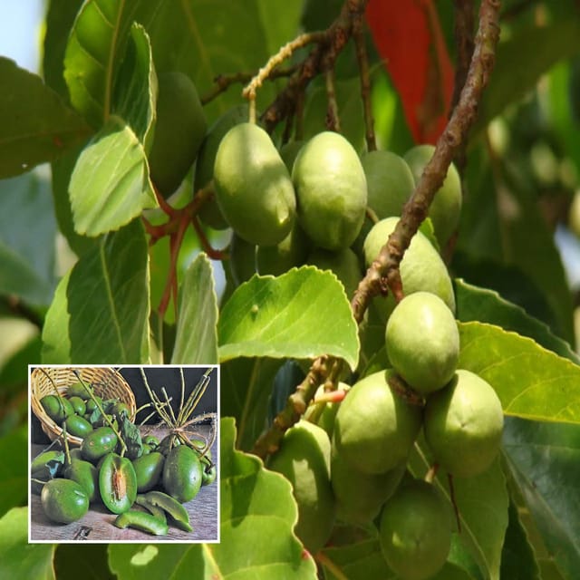 Sour Indian OJalpai, Indian Olive All Time Layering/Grafted Fruit Plant (1.5-3 Feet Height) - The Nursery Live Sour Indian OJalpai, Indian Olive All Time Layering/Grafted Fruit Plant (1.5-3 Feet Height) - The Nursery Live