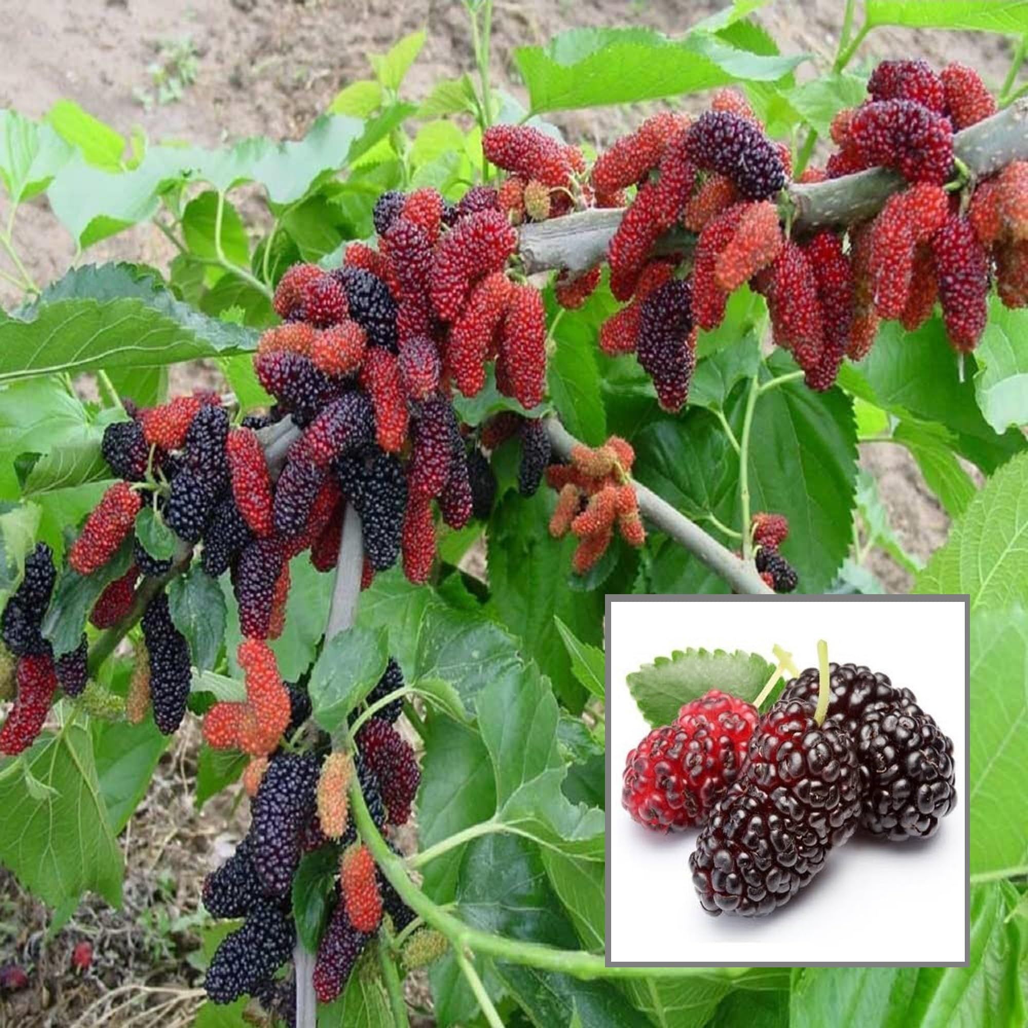 Mulberry Shahtoot All Time Layering/Grafted Fruit Plant (1.5-2 Feet Height) - The Nursery Live