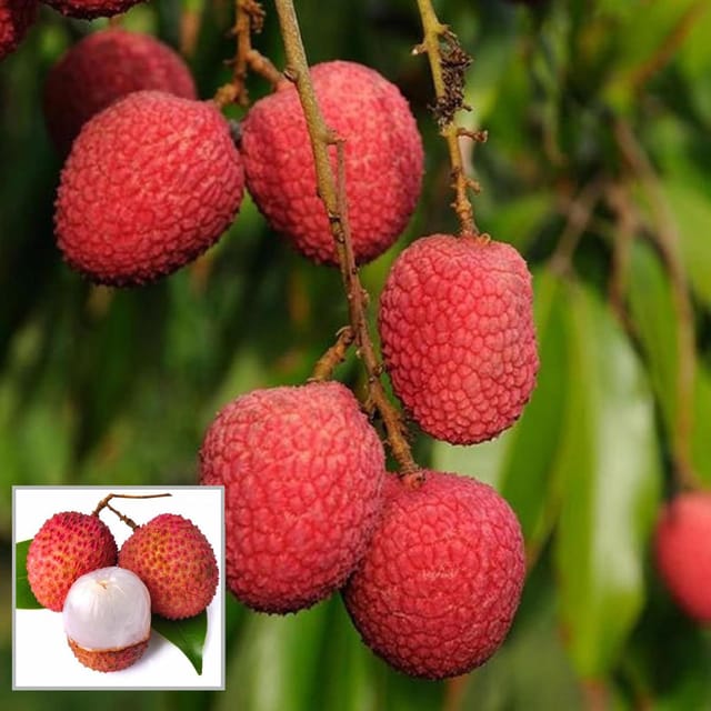 Bombai Litchi Lychee Layering/Grafted Fruit Plant (1.5-2 Feet Height) - The Nursery Live