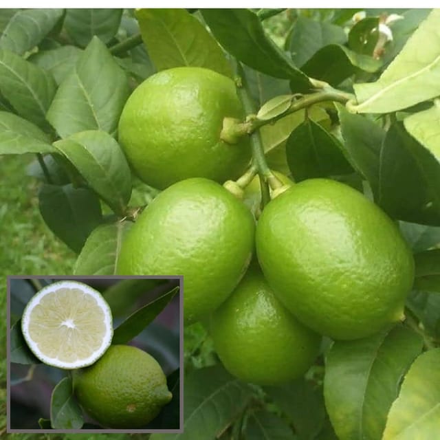 Nimbu China 3 Seedless Lemon Nimbu Layering/Grafted Fruit Plant (1-2 Feet Height) - The Nursery Live