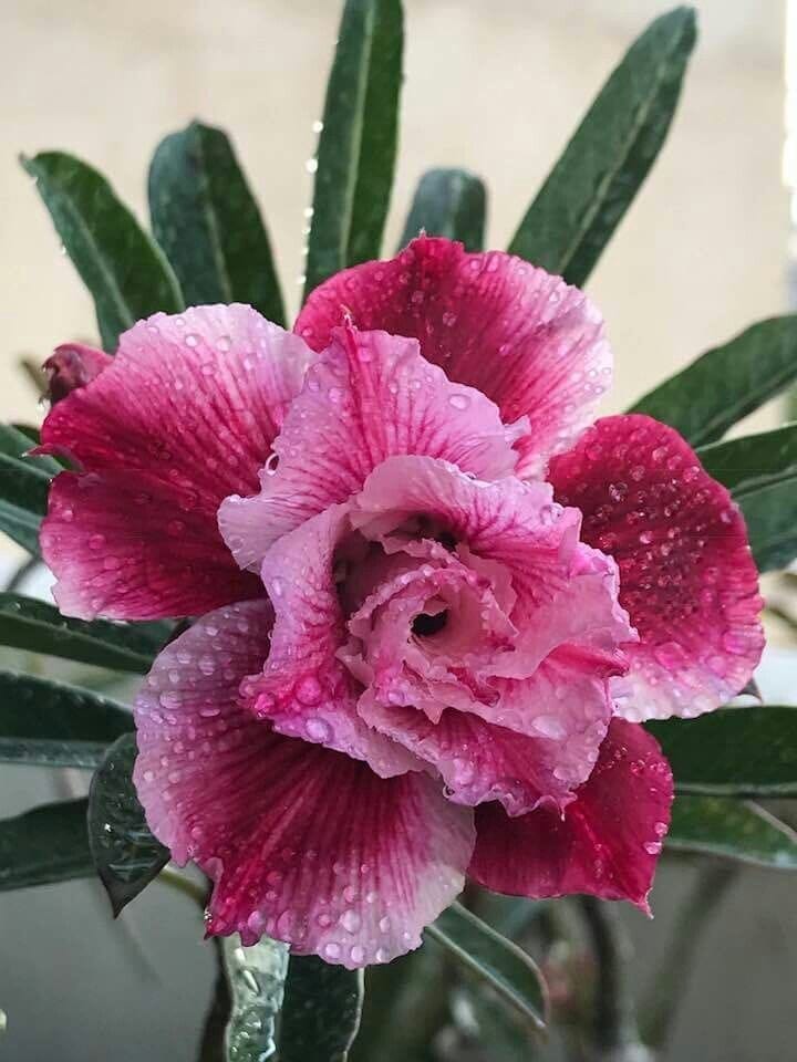 Rosey Variety Adenium Obesum Desert Rose Grafted Flowers Plant-P3 - The Nursery Live