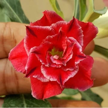 Hybrid Rosey Variety Adenium Obesum Desert Rose Grafted Flowers Plant - P1 - The Nursery Live