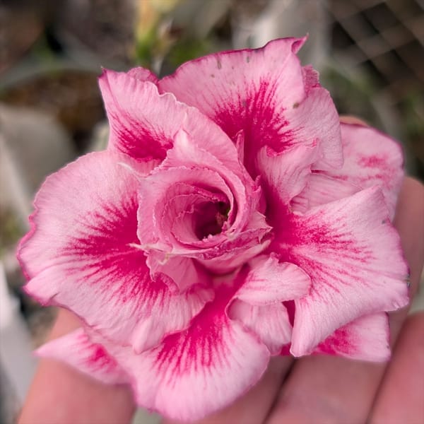 Rosey Variety Adenium Obesum Desert Rose Grafted Flowers Plant-P2 - The Nursery Live
